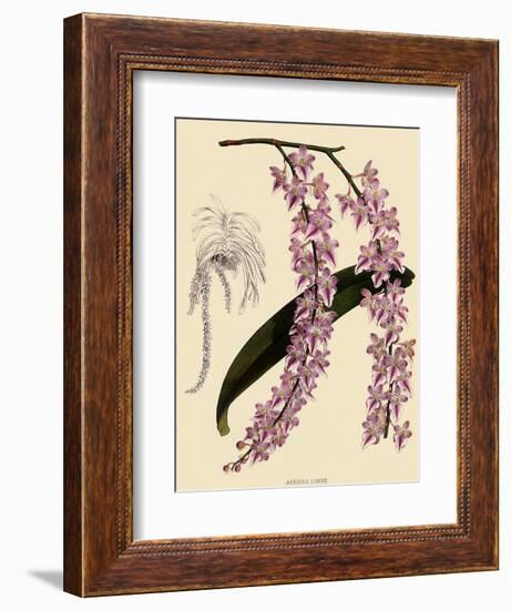 Foxtail Orchids, A?des Lobbii-John Nugent Fitch-Framed Premium Giclee Print