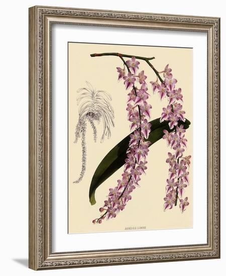 Foxtail Orchids, A?des Lobbii-John Nugent Fitch-Framed Giclee Print