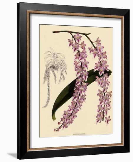 Foxtail Orchids, A?des Lobbii-John Nugent Fitch-Framed Giclee Print