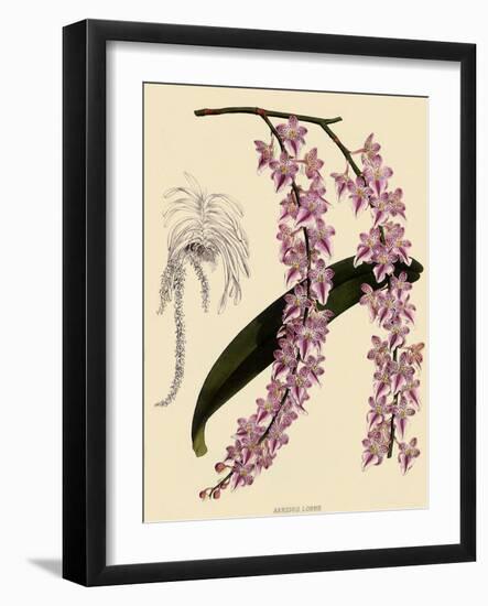 Foxtail Orchids, A?des Lobbii-John Nugent Fitch-Framed Giclee Print