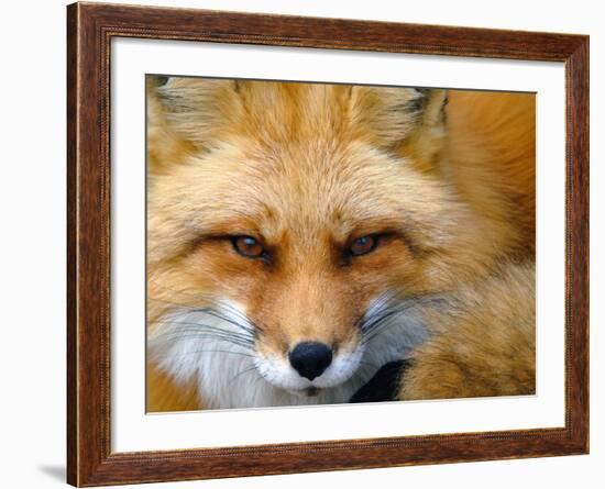 Foxy Lady-Alain Turgeon-Framed Photographic Print