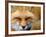 Foxy Lady-Alain Turgeon-Framed Photographic Print