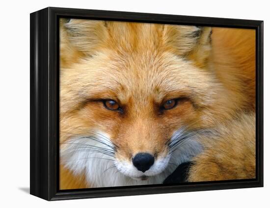 Foxy Lady-Alain Turgeon-Framed Premier Image Canvas