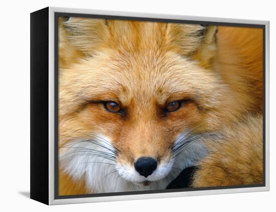 Foxy Lady-Alain Turgeon-Framed Premier Image Canvas