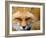 Foxy Lady-Alain Turgeon-Framed Photographic Print