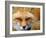 Foxy Lady-Alain Turgeon-Framed Photographic Print