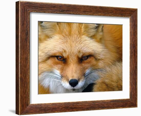 Foxy Lady-Alain Turgeon-Framed Photographic Print