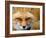 Foxy Lady-Alain Turgeon-Framed Photographic Print