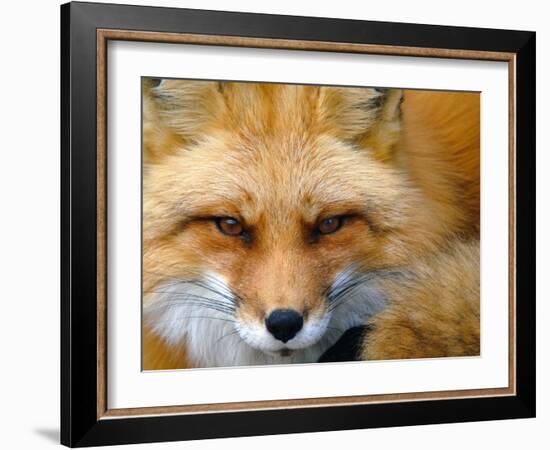 Foxy Lady-Alain Turgeon-Framed Photographic Print