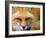 Foxy Lady-Alain Turgeon-Framed Photographic Print