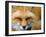 Foxy Lady-Alain Turgeon-Framed Photographic Print