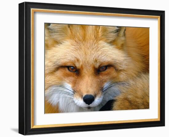 Foxy Lady-Alain Turgeon-Framed Photographic Print