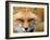 Foxy Lady-Alain Turgeon-Framed Photographic Print