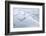 Fractures in surface of retreating glacier, Antarctica-Ashley Cooper-Framed Photographic Print