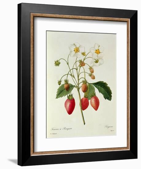 Fragaria (Strawberry), Engraved by Chapuis, from 'Choix Des Plus Belles Fleurs', 1827-33-Pierre-Joseph Redouté-Framed Premium Giclee Print