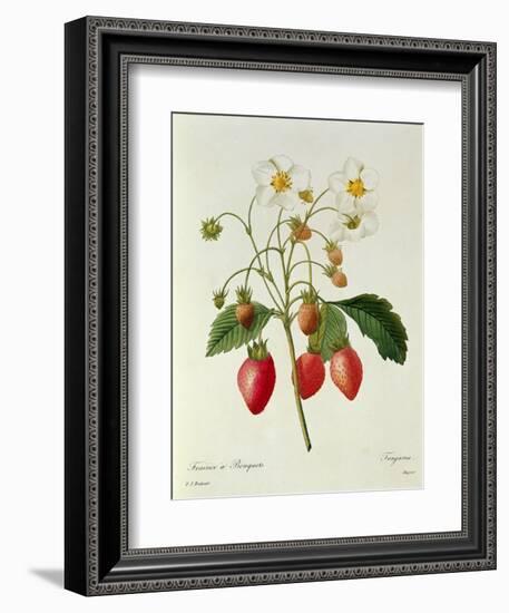 Fragaria (Strawberry), Engraved by Chapuis, from 'Choix Des Plus Belles Fleurs', 1827-33-Pierre-Joseph Redouté-Framed Premium Giclee Print