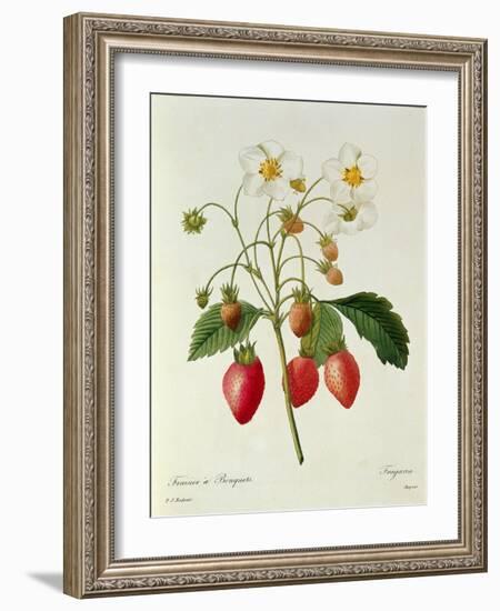 Fragaria (Strawberry), Engraved by Chapuis, from 'Choix Des Plus Belles Fleurs', 1827-33-Pierre-Joseph Redouté-Framed Giclee Print