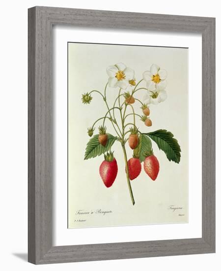 Fragaria (Strawberry), Engraved by Chapuis, from 'Choix Des Plus Belles Fleurs', 1827-33-Pierre-Joseph Redouté-Framed Giclee Print