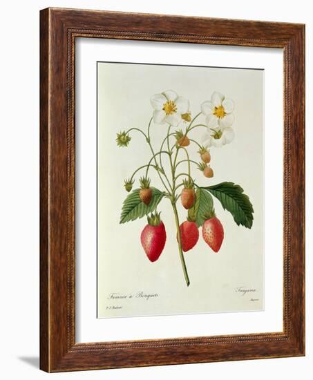 Fragaria (Strawberry), Engraved by Chapuis, from 'Choix Des Plus Belles Fleurs', 1827-33-Pierre-Joseph Redouté-Framed Giclee Print