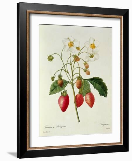 Fragaria (Strawberry), Engraved by Chapuis, from 'Choix Des Plus Belles Fleurs', 1827-33-Pierre-Joseph Redouté-Framed Giclee Print