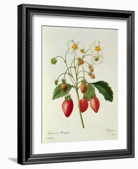 Fragaria (Strawberry), Engraved by Chapuis, from 'Choix Des Plus Belles Fleurs', 1827-33-Pierre-Joseph Redouté-Framed Giclee Print