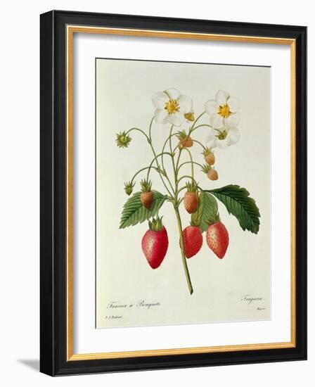 Fragaria (Strawberry), Engraved by Chapuis, from 'Choix Des Plus Belles Fleurs', 1827-33-Pierre-Joseph Redouté-Framed Giclee Print