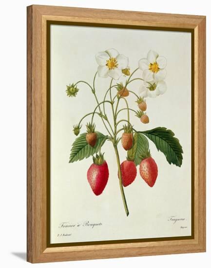 Fragaria (Strawberry), Engraved by Chapuis, from 'Choix Des Plus Belles Fleurs', 1827-33-Pierre-Joseph Redouté-Framed Premier Image Canvas