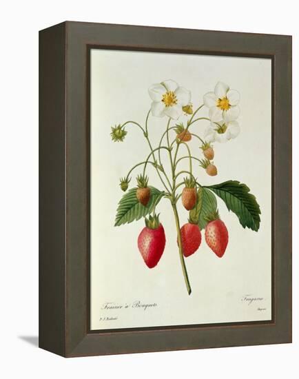 Fragaria (Strawberry), Engraved by Chapuis, from 'Choix Des Plus Belles Fleurs', 1827-33-Pierre-Joseph Redouté-Framed Premier Image Canvas