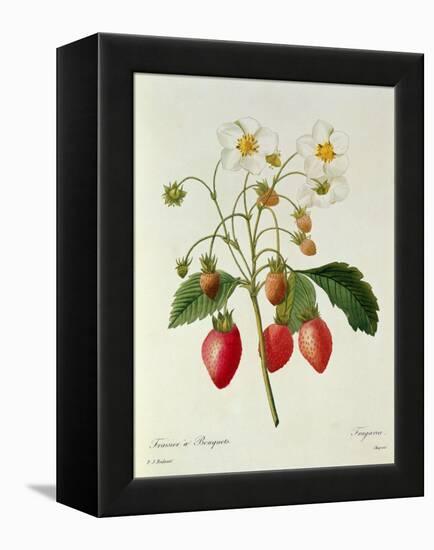 Fragaria (Strawberry), Engraved by Chapuis, from 'Choix Des Plus Belles Fleurs', 1827-33-Pierre-Joseph Redouté-Framed Premier Image Canvas