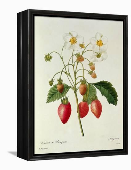 Fragaria (Strawberry), Engraved by Chapuis, from 'Choix Des Plus Belles Fleurs', 1827-33-Pierre-Joseph Redouté-Framed Premier Image Canvas