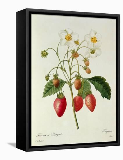 Fragaria (Strawberry), Engraved by Chapuis, from 'Choix Des Plus Belles Fleurs', 1827-33-Pierre-Joseph Redouté-Framed Premier Image Canvas