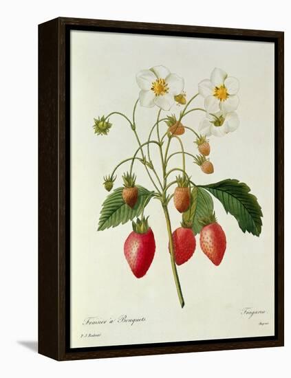 Fragaria (Strawberry), Engraved by Chapuis, from 'Choix Des Plus Belles Fleurs', 1827-33-Pierre-Joseph Redouté-Framed Premier Image Canvas