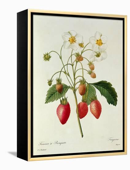 Fragaria (Strawberry), Engraved by Chapuis, from 'Choix Des Plus Belles Fleurs', 1827-33-Pierre-Joseph Redouté-Framed Premier Image Canvas