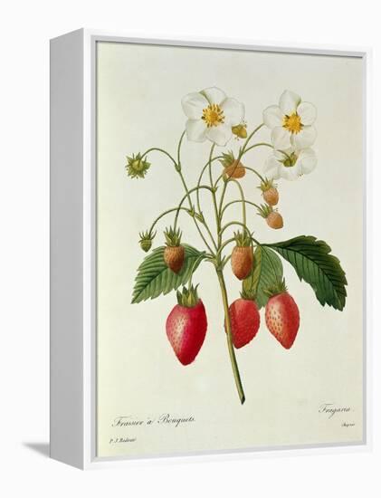 Fragaria (Strawberry), Engraved by Chapuis, from 'Choix Des Plus Belles Fleurs', 1827-33-Pierre-Joseph Redouté-Framed Premier Image Canvas