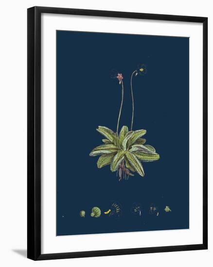 Fragaria Vesca; Wild Strawberry-null-Framed Giclee Print