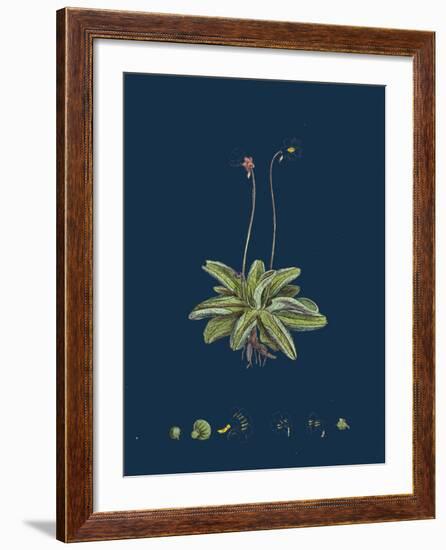 Fragaria Vesca; Wild Strawberry-null-Framed Giclee Print