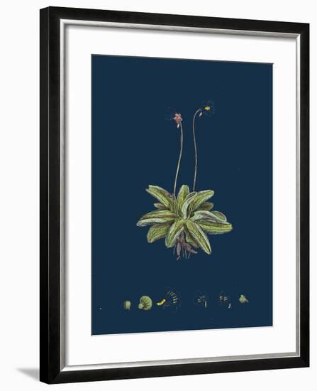 Fragaria Vesca; Wild Strawberry-null-Framed Giclee Print