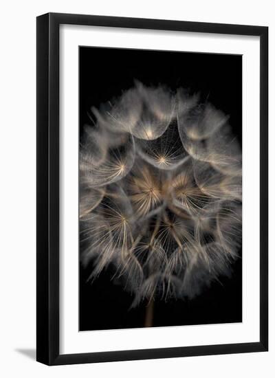 Fragile Beauty-Assaf Frank-Framed Giclee Print