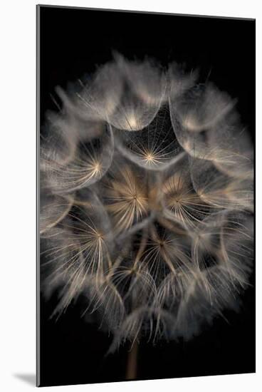 Fragile Beauty-Assaf Frank-Mounted Giclee Print