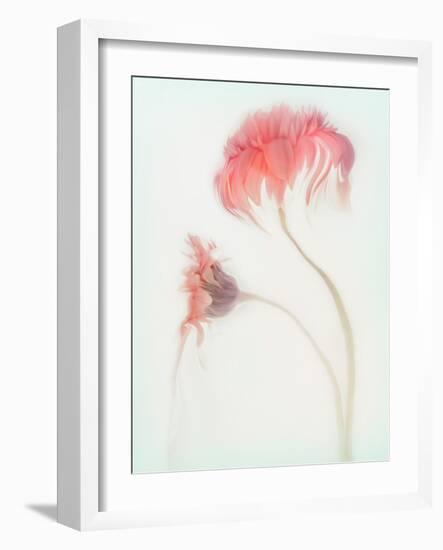 Fragile Beauty-Gilbert Claes-Framed Photographic Print