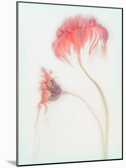 Fragile Beauty-Gilbert Claes-Mounted Photographic Print