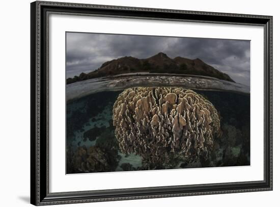 Fragile Corals Grow in Komodo National Park, Indonesia-Stocktrek Images-Framed Photographic Print