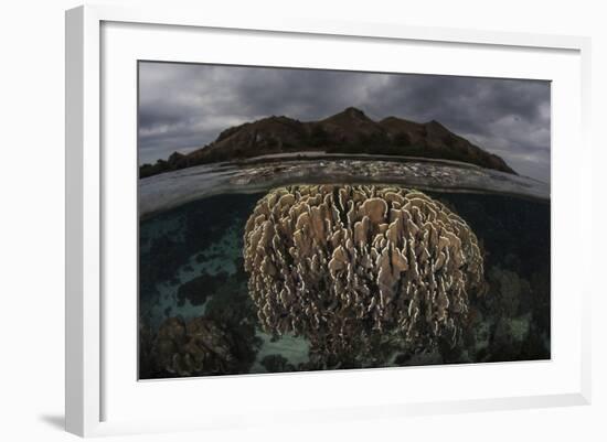 Fragile Corals Grow in Komodo National Park, Indonesia-Stocktrek Images-Framed Photographic Print