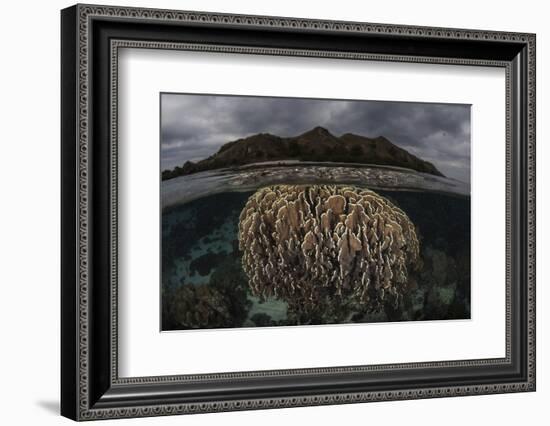 Fragile Corals Grow in Komodo National Park, Indonesia-Stocktrek Images-Framed Photographic Print