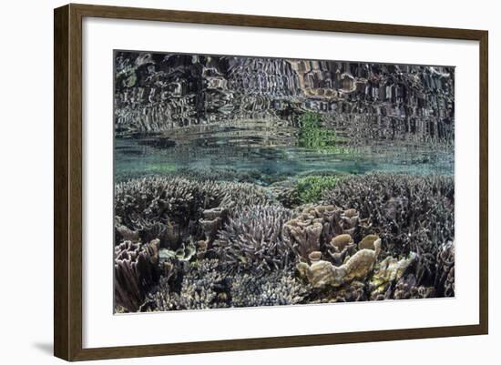 Fragile Corals Grow in Shallow Water in Komodo National Park-Stocktrek Images-Framed Photographic Print