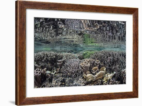 Fragile Corals Grow in Shallow Water in Komodo National Park-Stocktrek Images-Framed Photographic Print