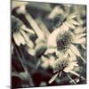 Fragile Daisies I-Gail Peck-Mounted Photo