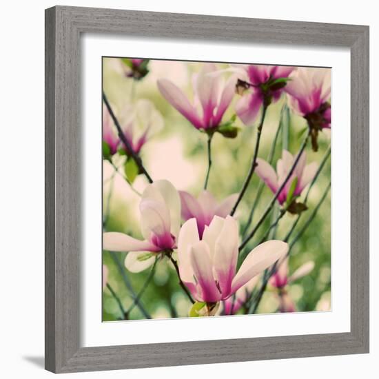 Fragile Pink Daisies-Gail Peck-Framed Art Print