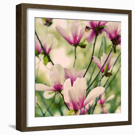 Fragile Pink Daisies-Gail Peck-Framed Art Print