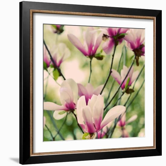 Fragile Pink Daisies-Gail Peck-Framed Art Print